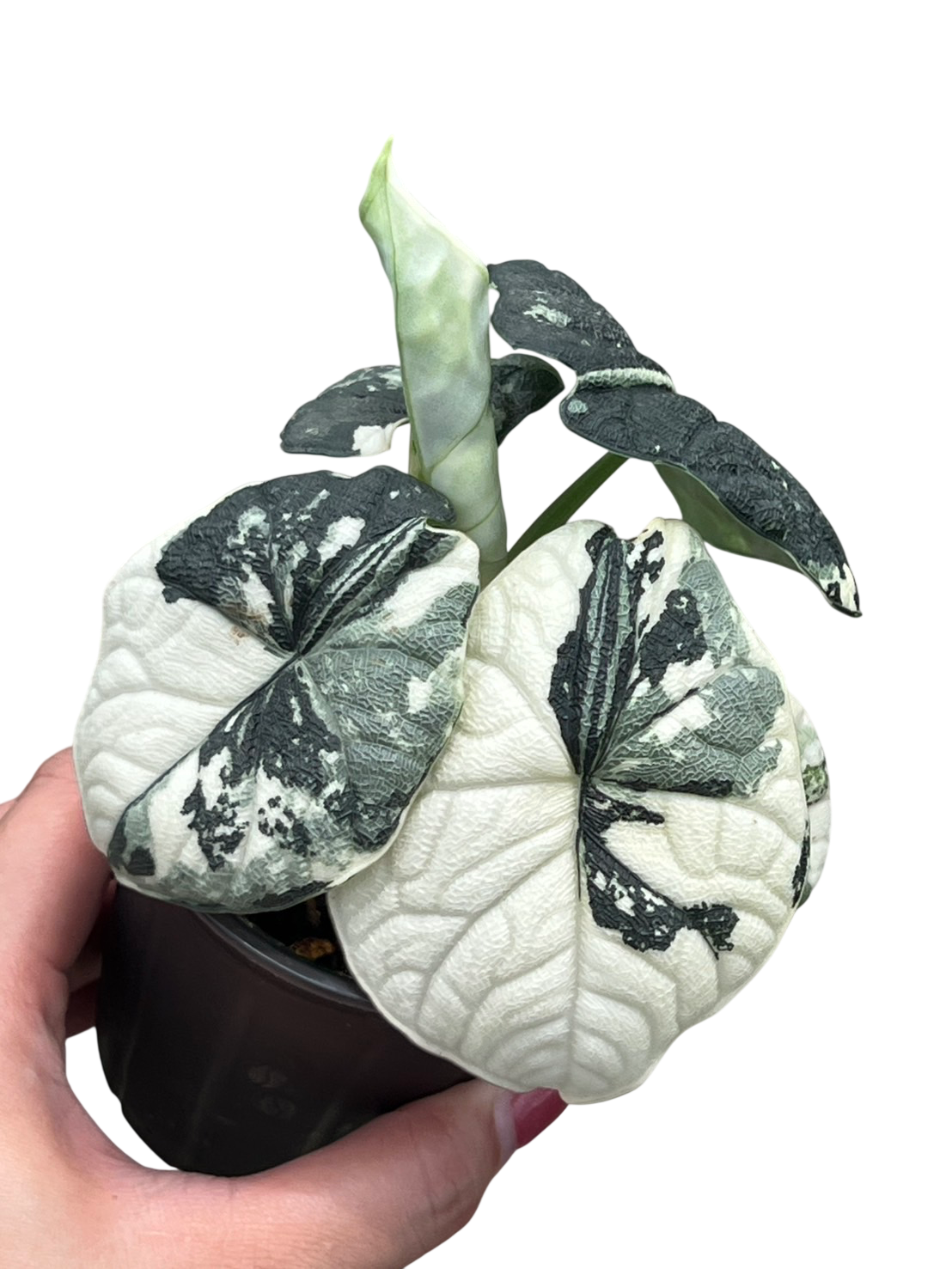 Alocasia Melo Albo Variegated