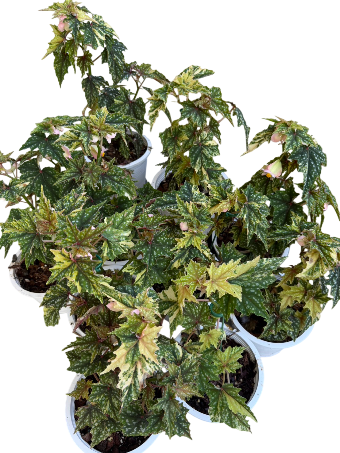 Begonia ‘Izumo no Kiraboshi’ Aurea Variegated Big Size