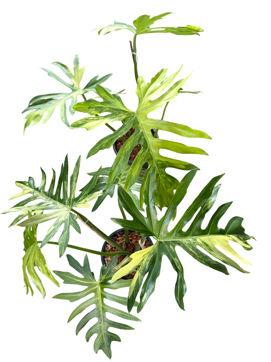 Philodendron Radiatum Variegated Set of 2 Plants