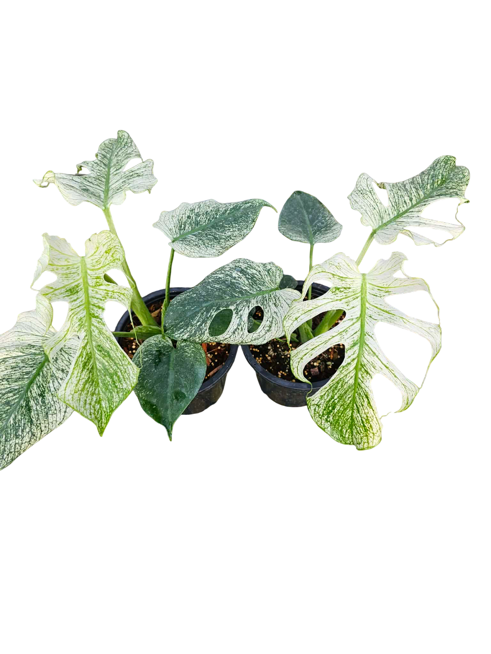Monstera deliciosa “Devil Monstera” Variegated – Rare Top Cut (Exact Plant Shown)