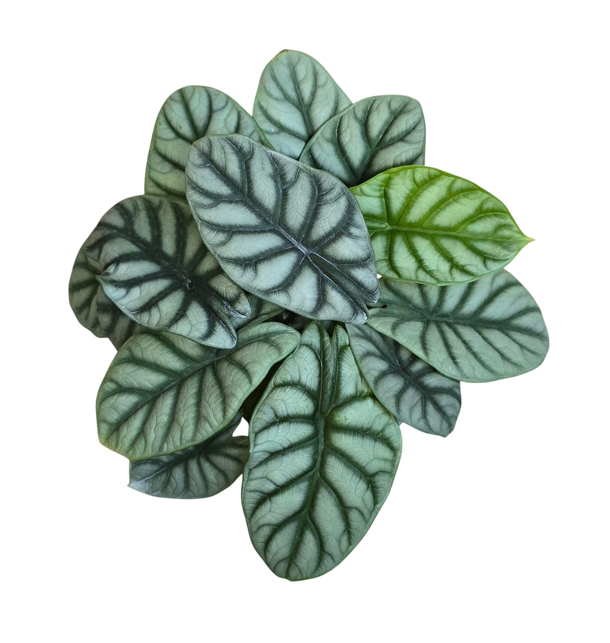 Alocsia silver dragon - Set of 10 plants