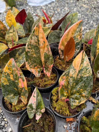 syngonium red arrow variegated-Set of 10 plants
