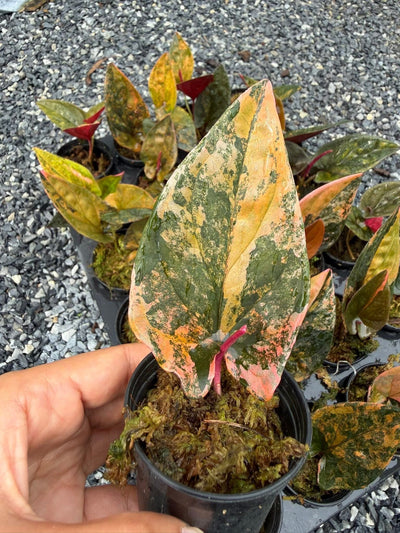 syngonium red arrow variegated-Set of 10 plants