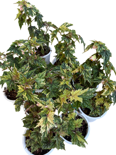 Begonia ‘Izumo no Kiraboshi’ Aurea Variegated Big Size