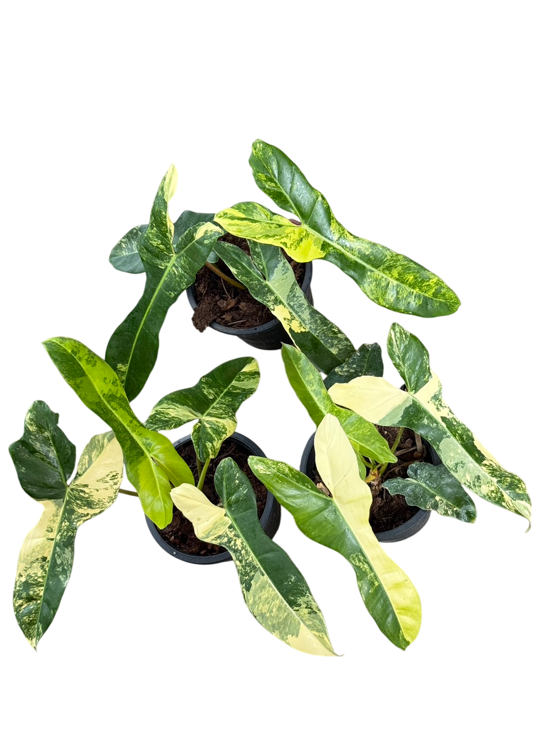 Philodendron Jennifer (Billietiae × Florida Beauty) — Set of 3 Plants