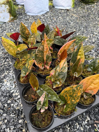 syngonium red arrow variegated-Set of 10 plants