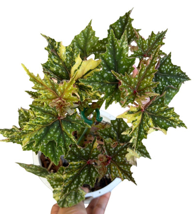 Begonia ‘Izumo no Kiraboshi’ Aurea Variegated Big Size