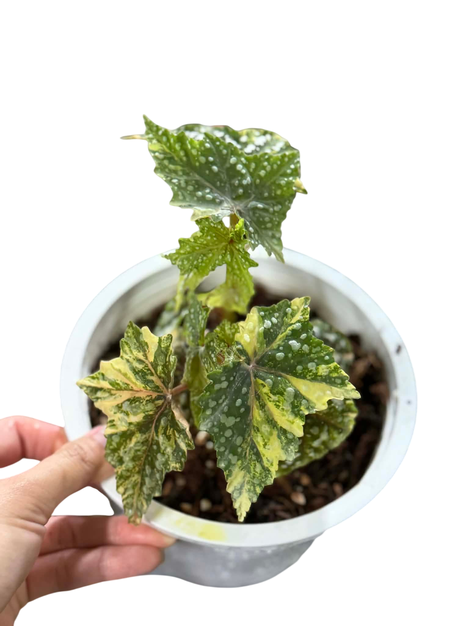 Begonia ‘Izumo no Kiraboshi’ Aurea Variegated Medium Size