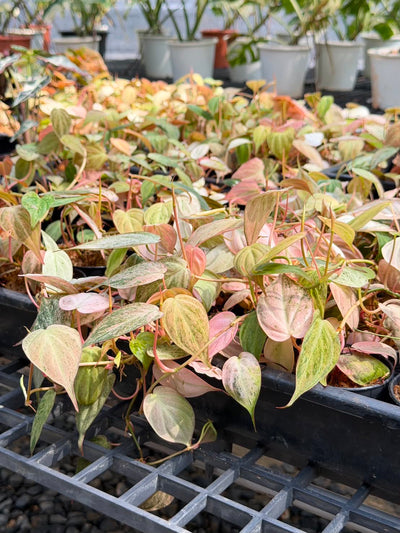 Philodendron Micans Pink mint – Set of 10 Pots (1 Pot Includes 2 Plants)