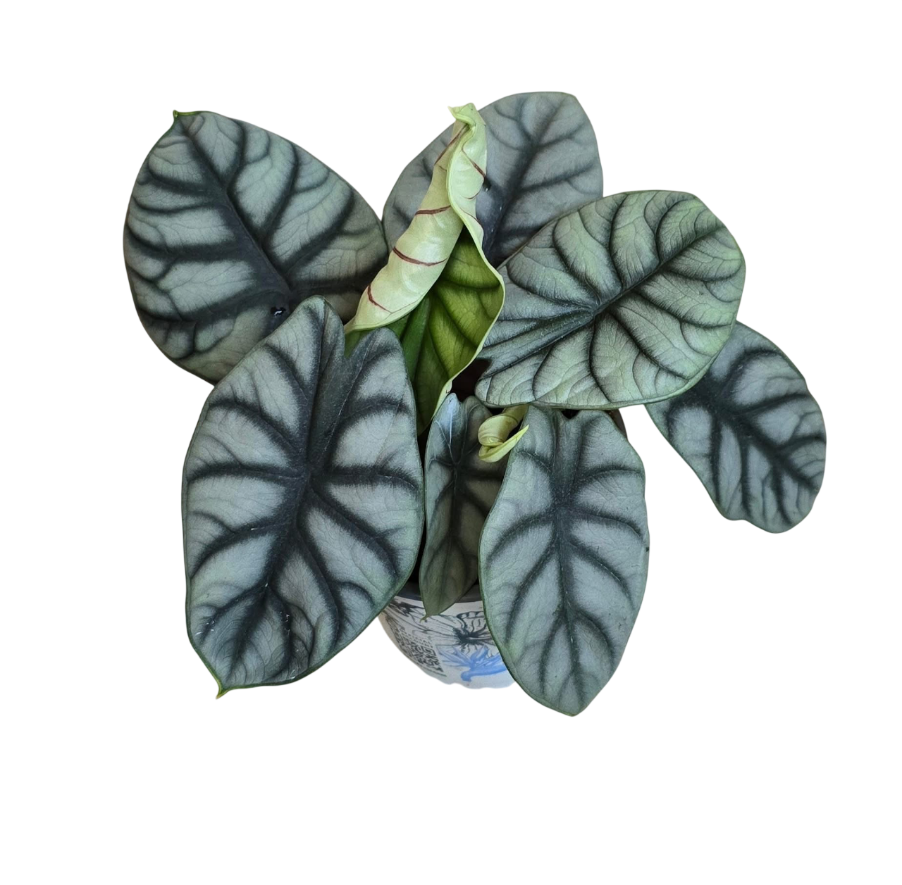 Alocsia silver dragon - Set of 10 plants