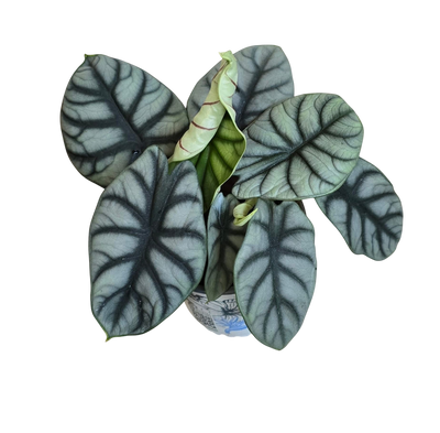 Alocsia silver dragon - Set of 10 plants
