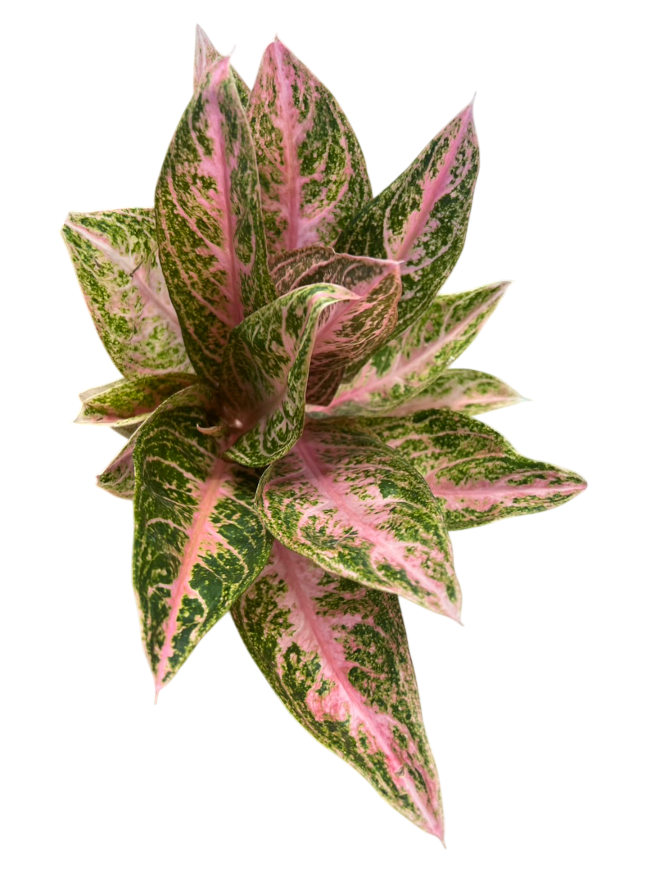 Aglaonema paulina -Set of 10 plants